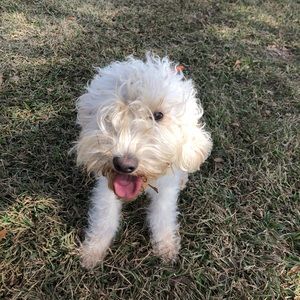 Meet your Posher, Louise